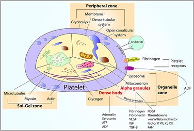 Stratified Approaches to Antiplatelet Therapies Based on Platelet Reactivity Testing